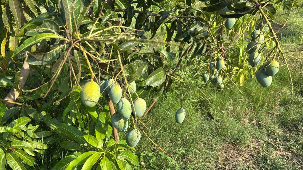 The Doctor Who Found Healing Beyond Hospitals — A Journey Into Mango Farming WhatsApp Image 2026 05 13 At 08.05.53 1024x576