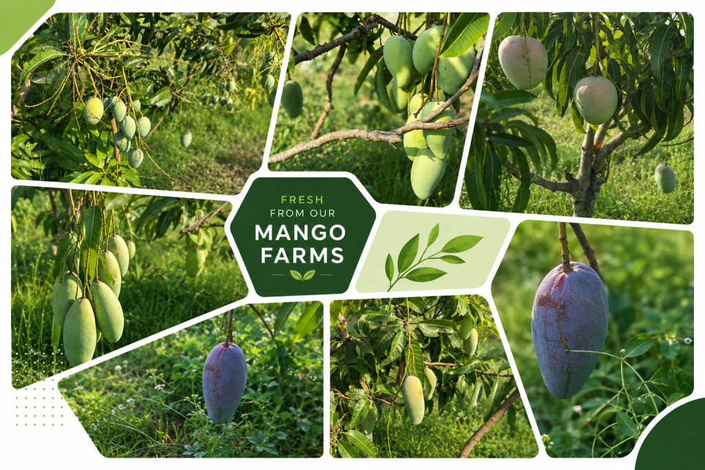 How to Know the Taste of a Mango Variety — A Mango Lover’s Guide collage3