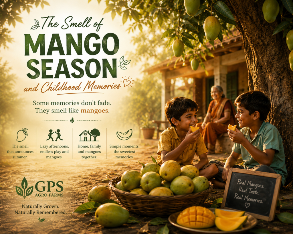 The Smell of Mango Season and Childhood Memories smellofmango article